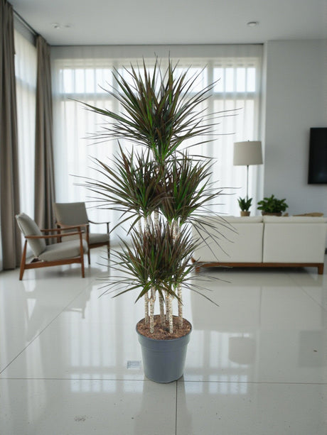 Entretien - Dracaena Magenta: Guide pratique - La Green Touch