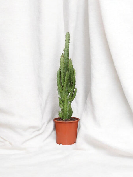 Entretien - Euphorbe Trigona: Guide pratique - La Green Touch