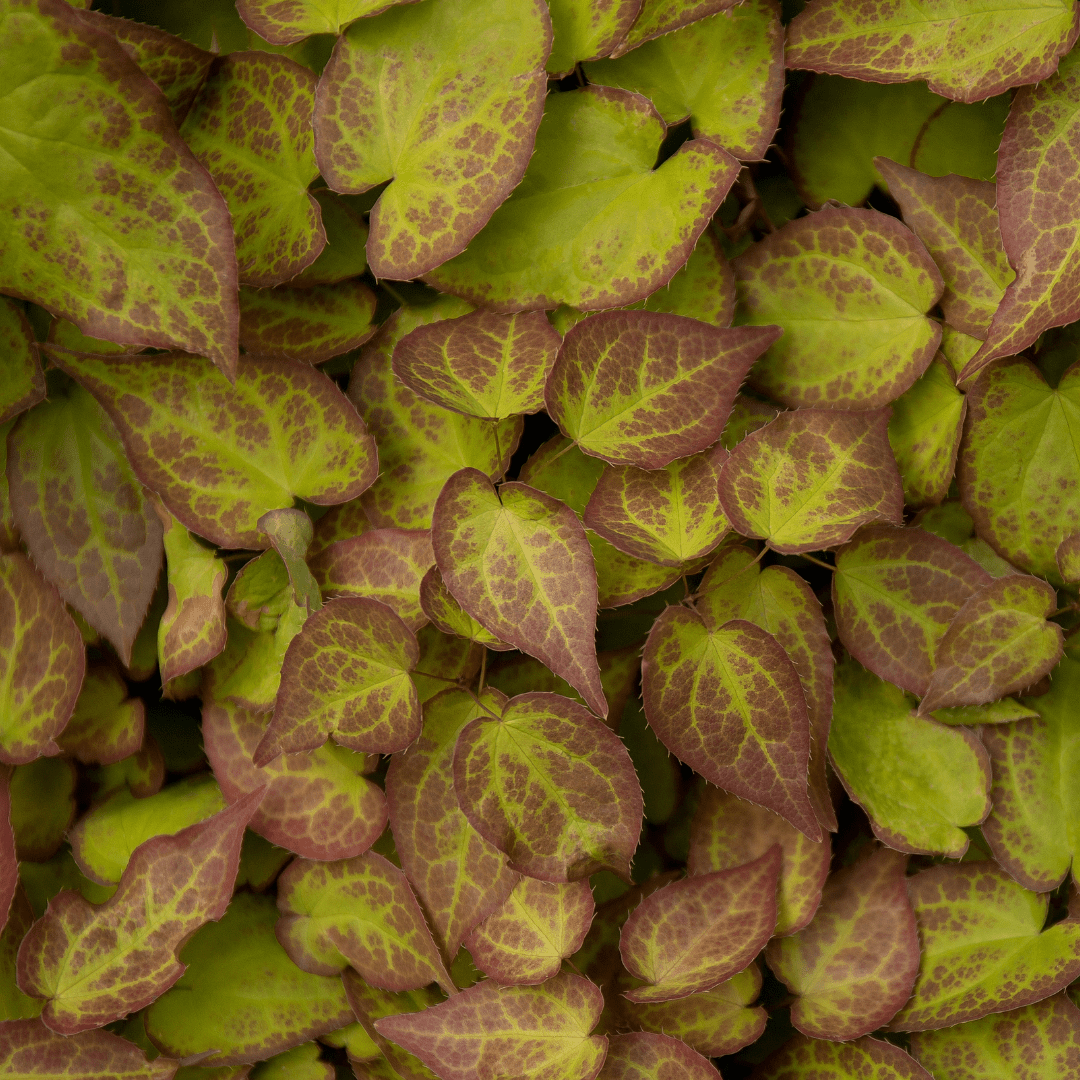 Entretien - Fleur Des Elfes (Epimedium perralcchicum) : Guide pratique - La Green Touch