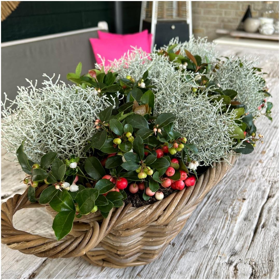 Entretien - Gaulthérie Couchée (Gaultheria procumbens) : Guide pratique - La Green Touch
