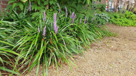 Entretien - Herbe Aux Turquoises (Ophiopogon planiscapus) : Guide pratique - La Green Touch