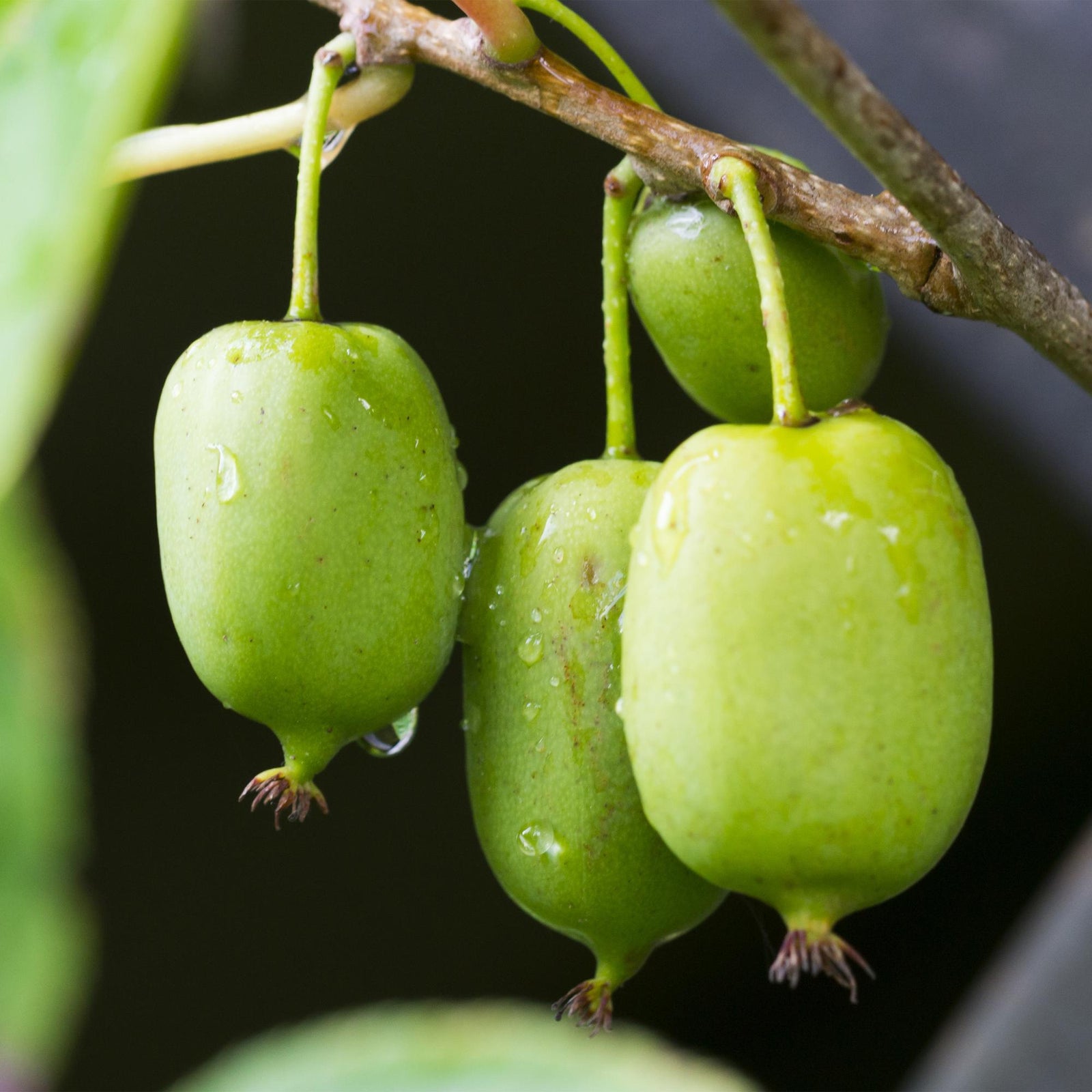 Entretien - Kiwi (Actinidia arguta) : Guide pratique - La Green Touch