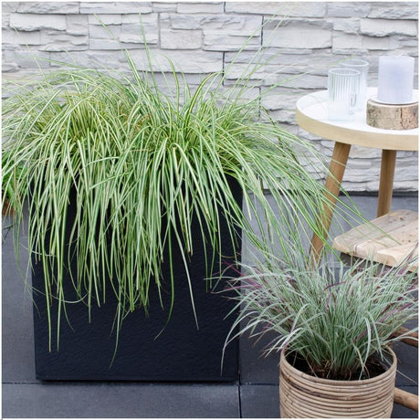 Entretien - Laîche Du Japon (Carex hachijoensis) : Guide pratique - La Green Touch