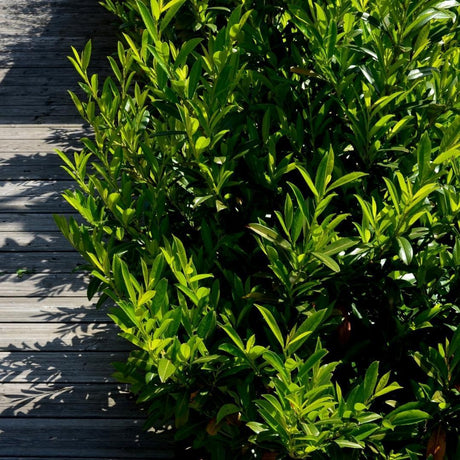 Entretien - Laurier-Cerise (Prunus laurocerasus) : Guide pratique - La Green Touch