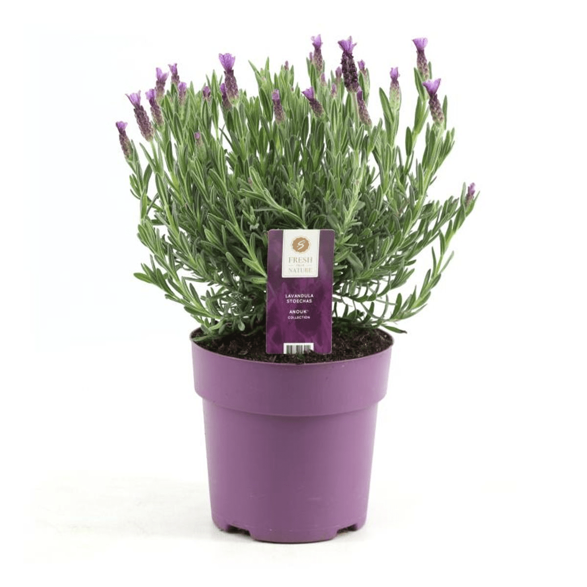 Entretien - Lavande (Lavandula stoechas) : Guide pratique - La Green Touch
