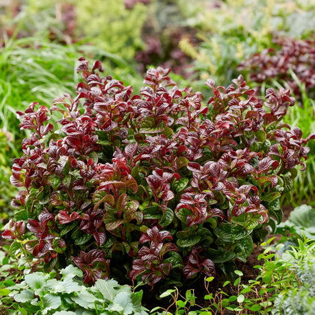 Entretien - Leucothoé (Leucothoe axillaris) : Guide pratique - La Green Touch