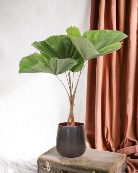 Entretien Licuala Grandis - Guide pratique - La Green Touch