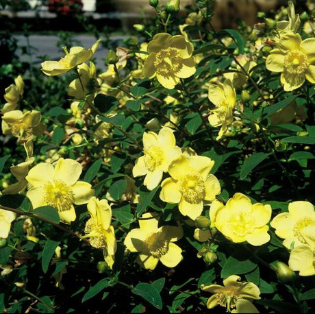 Entretien - Millepertuis (Hypericum) : Guide pratique - La Green Touch