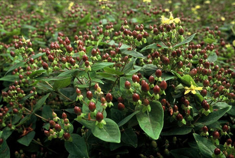 Entretien - Millepertuis (Hypericum inodorum) : Guide pratique - La Green Touch