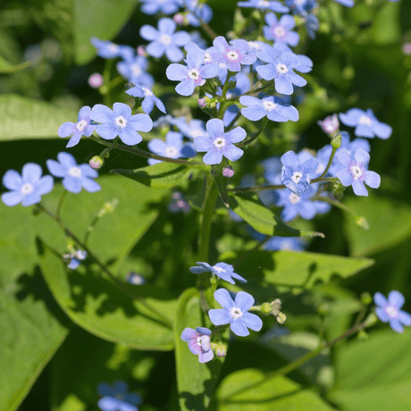 Entretien - Myosotis Du Caucase (Brunnera macrophylla) : Guide pratique - La Green Touch