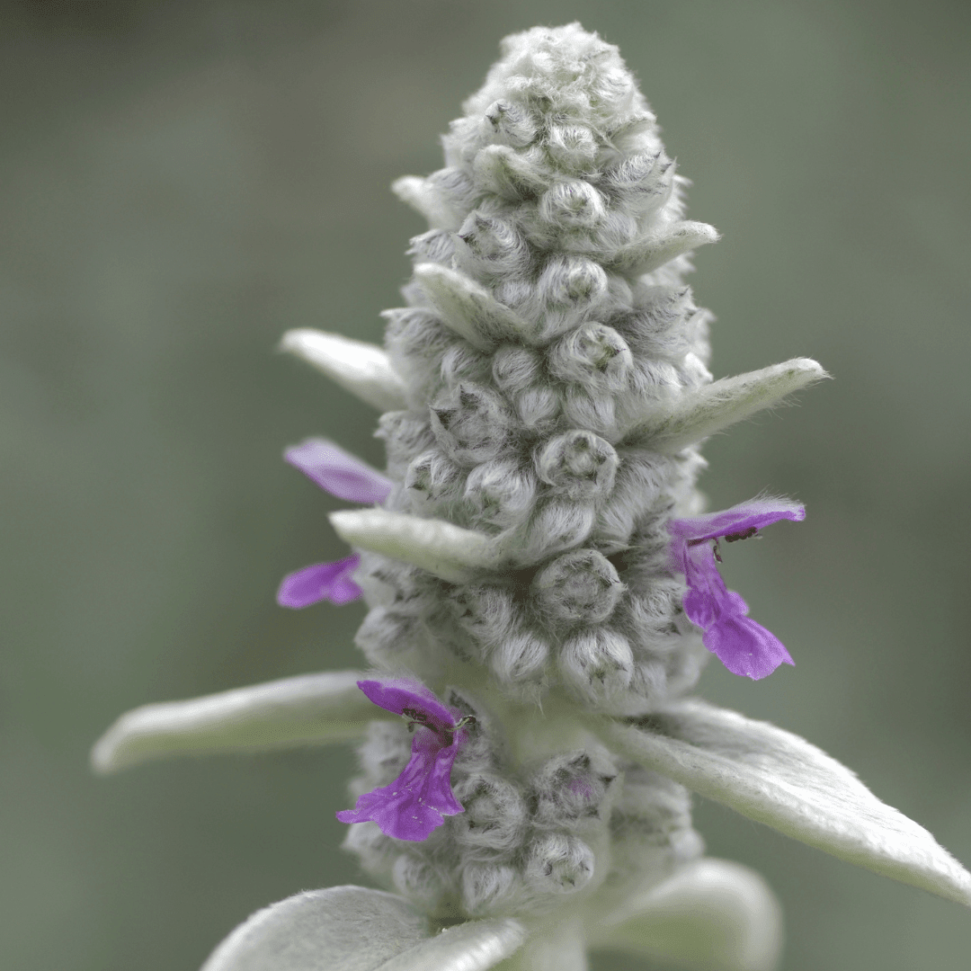 Entretien - Oreille D'Ours Byzantine (Stachys byzantina) : Guide pratique - La Green Touch