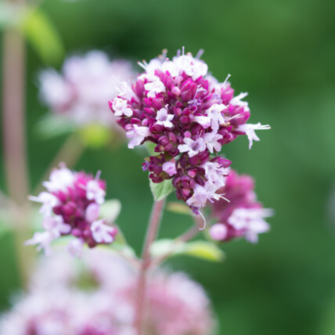 Entretien - Origan Violet (Origanum laevigatum) : Guide pratique - La Green Touch