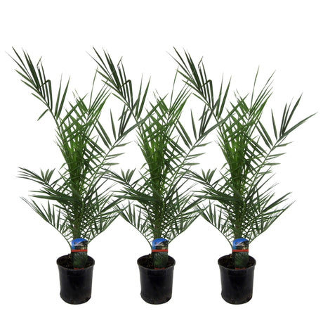 Entretien - Palmier Des Canaries (Phoenix canariensis) : Guide pratique - La Green Touch