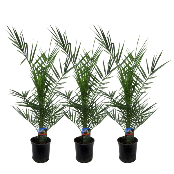 Entretien - Palmier Des Canaries (Phoenix canariensis) : Guide pratique - La Green Touch