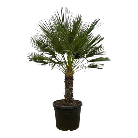 Entretien - Palmier Nain (Chamaerops humilis) : Guide pratique - La Green Touch