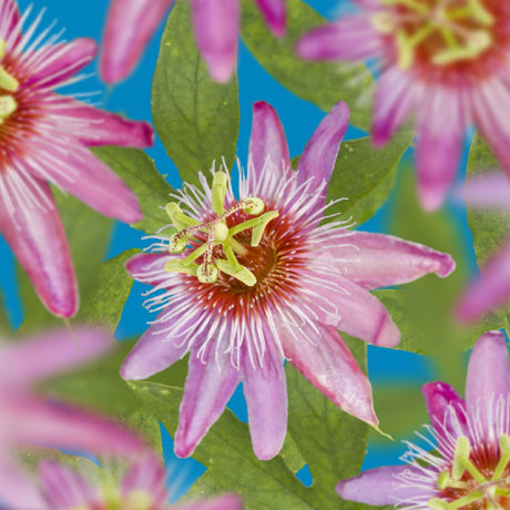 Entretien - Passiflore (Passiflora) : Guide pratique - La Green Touch