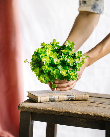 Entretien Peperomia Rotundifolia - Guide complet - La Green Touch