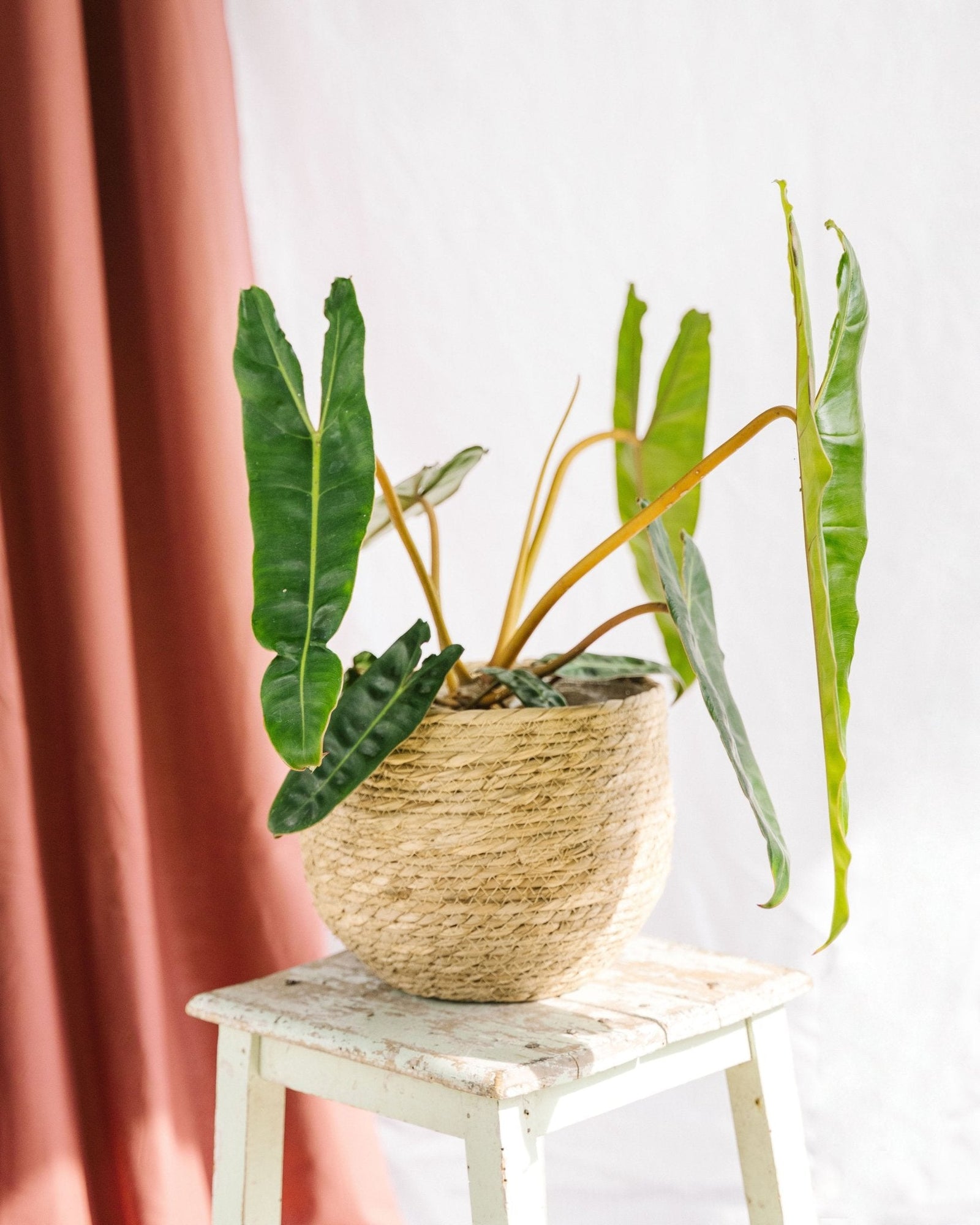 Entretien - Philodendron Billetiae: Guide pratique - La Green Touch