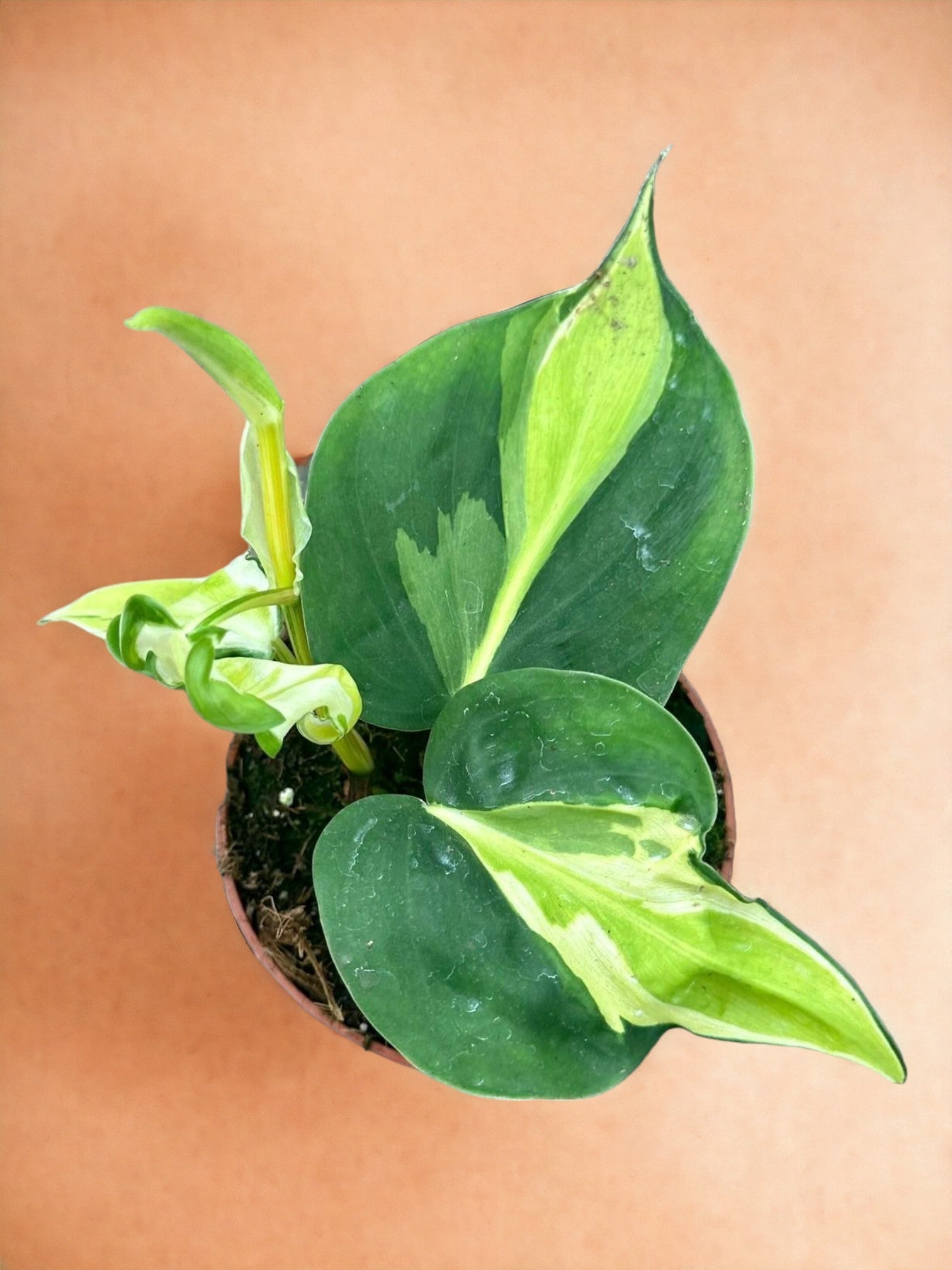 Entretien - Philodendron Cream Splash: Guide pratique - La Green Touch