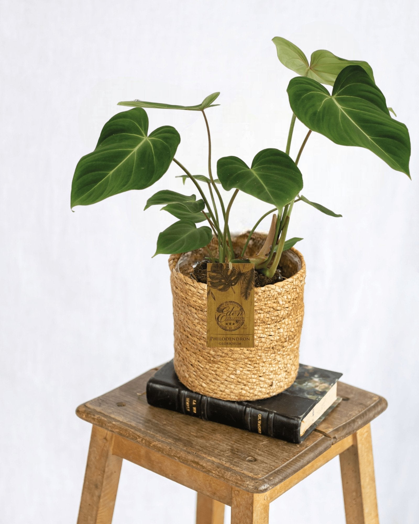 Entretien - Philodendron Gloriosum: Guide pratique - La Green Touch