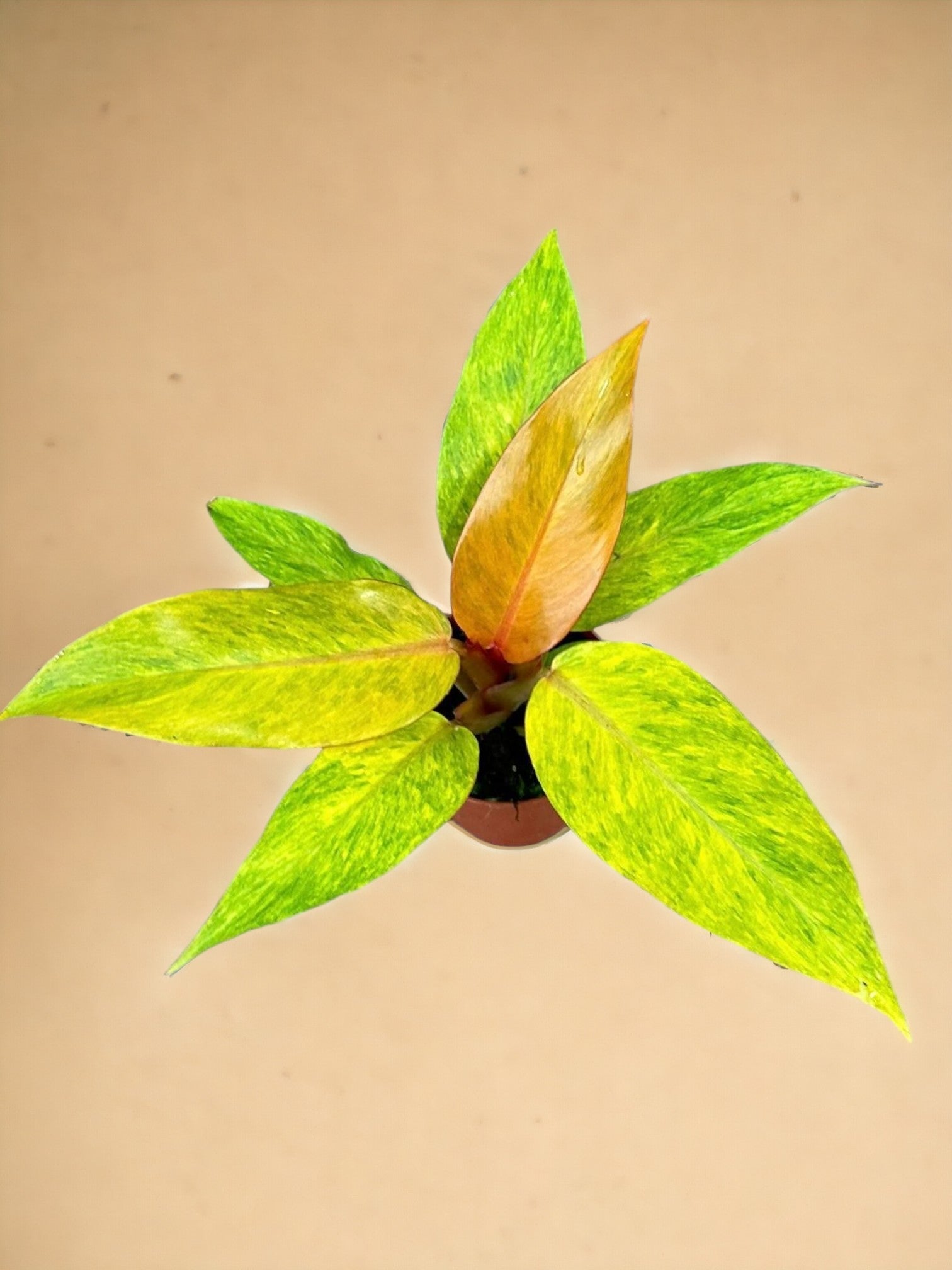 Entretien - Philodendron Orange Marmalade: Guide pratique - La Green Touch