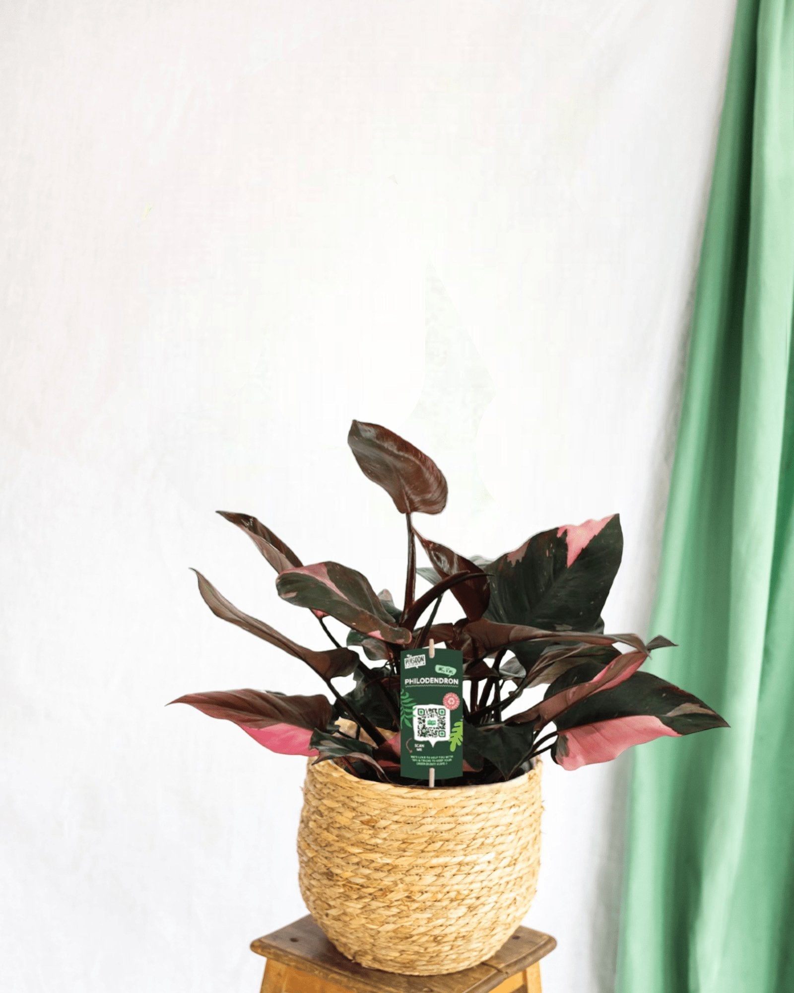 Entretien - Philodendron Pink Princess: Guide pratique - La Green Touch