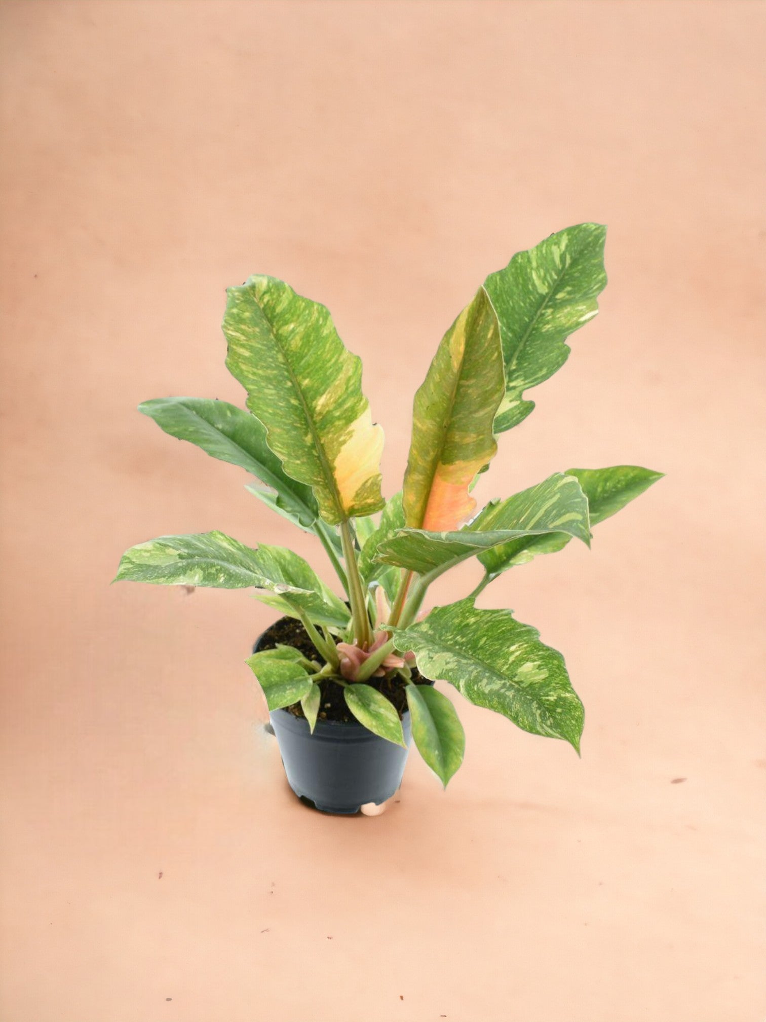 Entretien - Philodendron Ring Of Fire: Guide pratique - La Green Touch