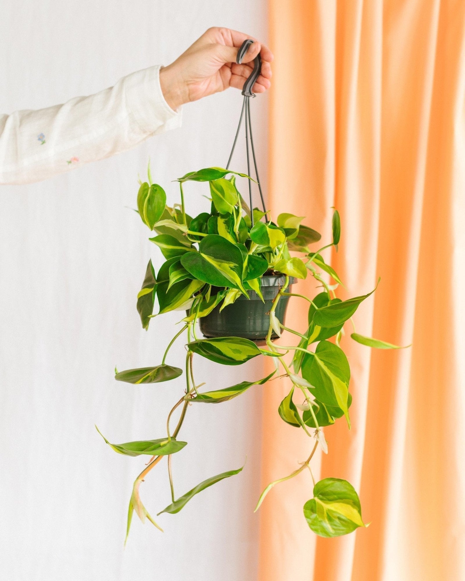 Entretien - Philodendron scandens Brazil: Guide pratique - La Green Touch