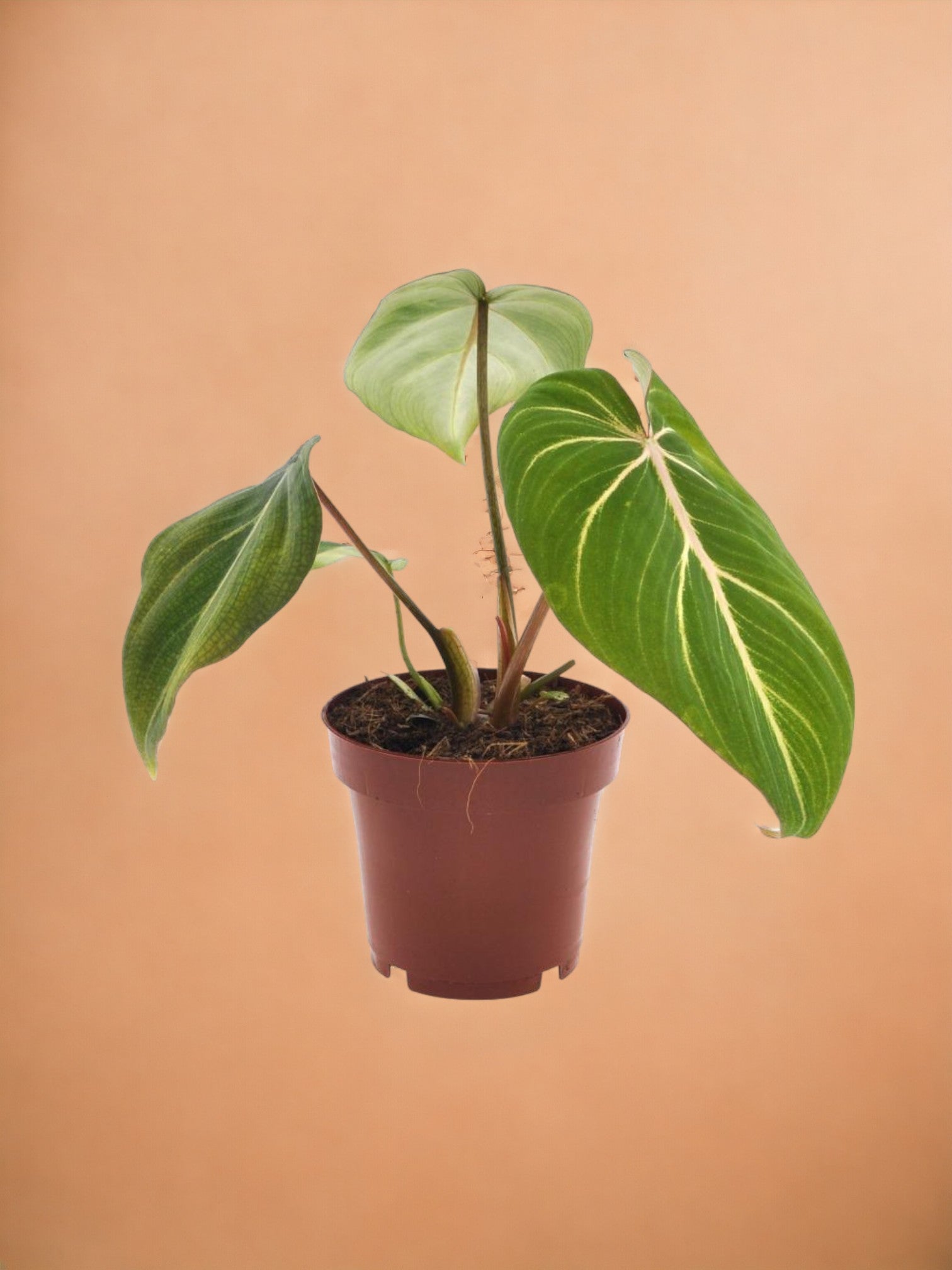 Entretien - Philodendron Selloum: Guide pratique - La Green Touch