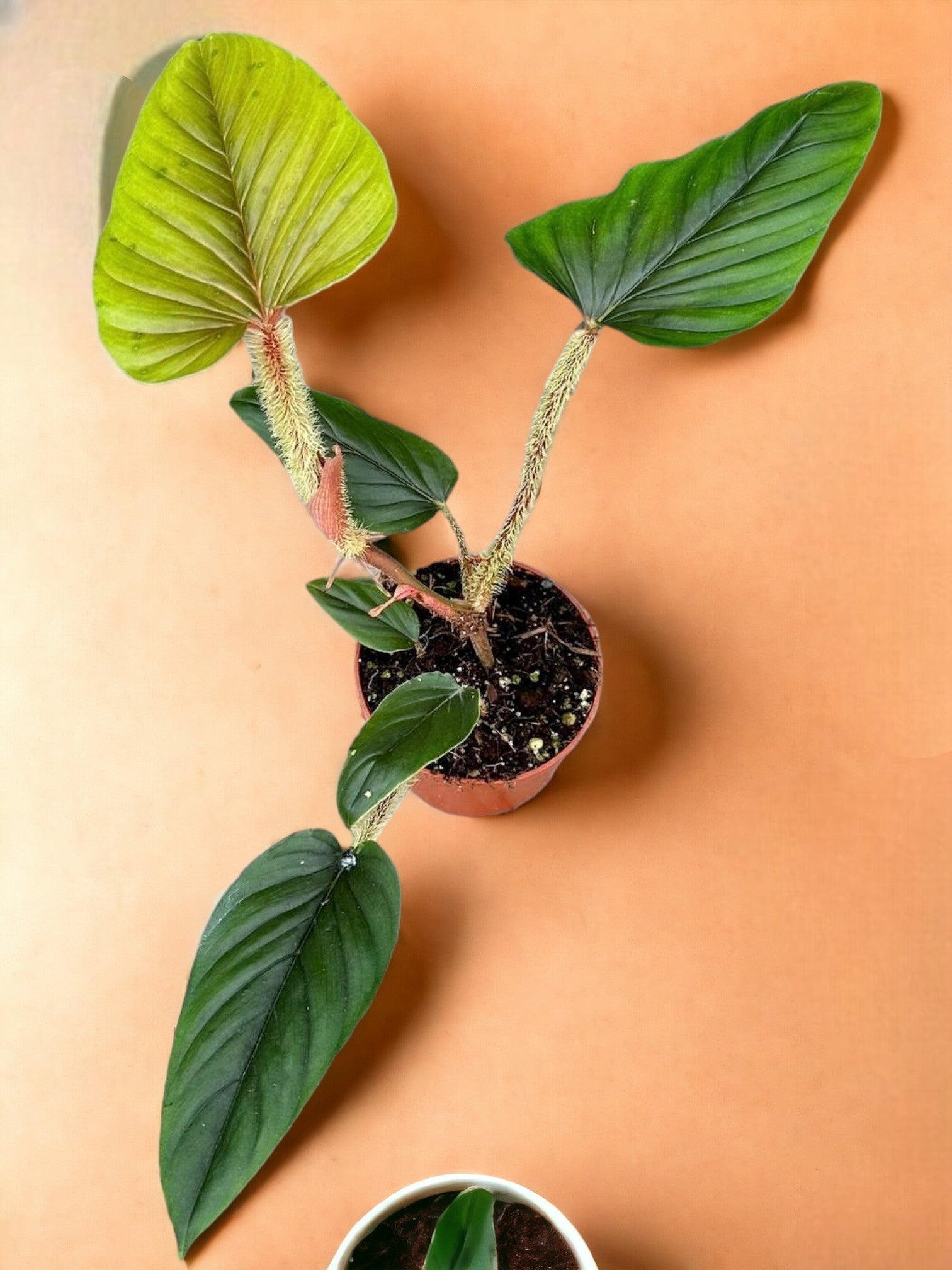 Entretien - Philodendron Serpens: Guide pratique - La Green Touch