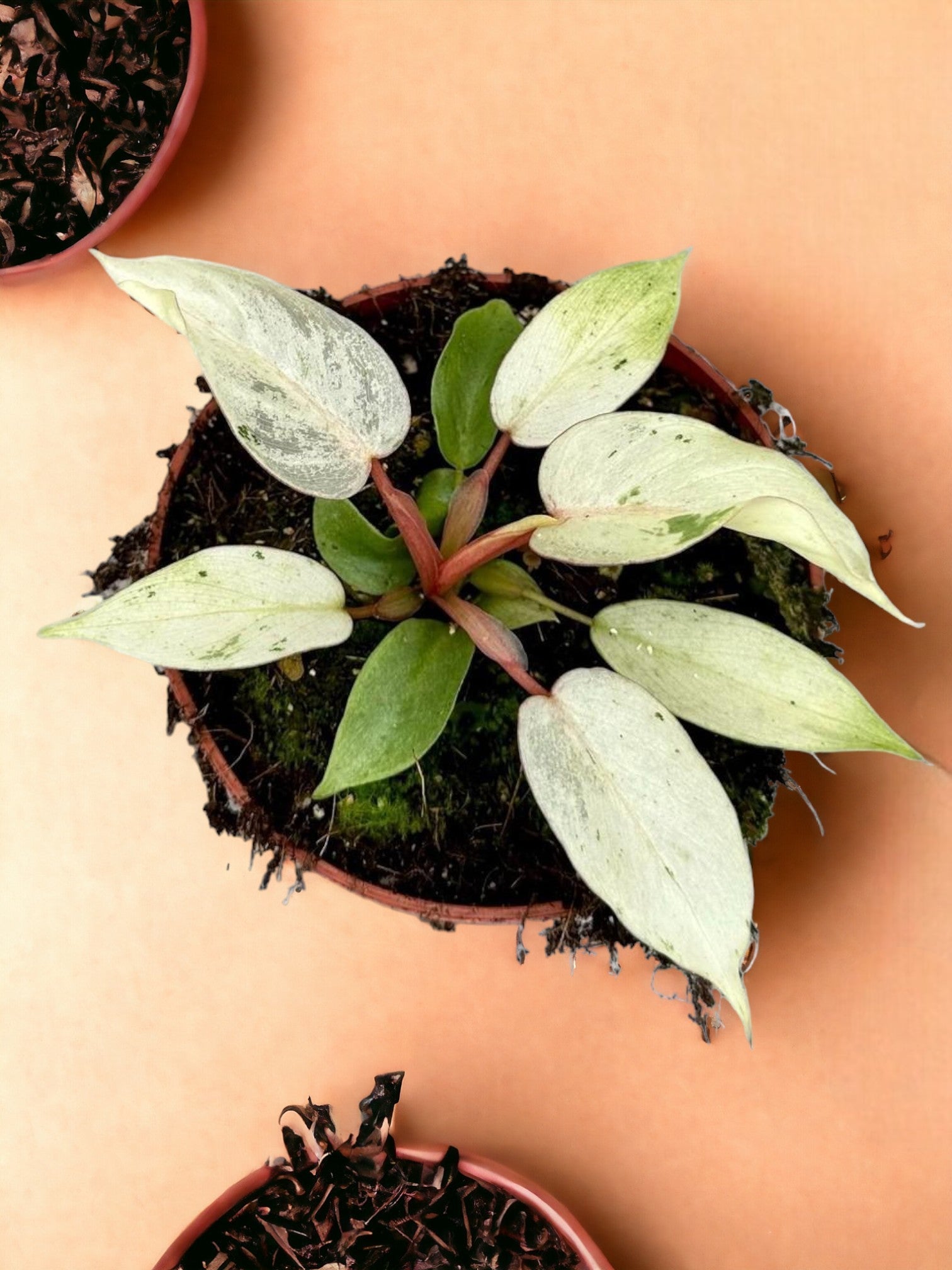 Entretien - Philodendron Snowdrift: Guide pratique - La Green Touch