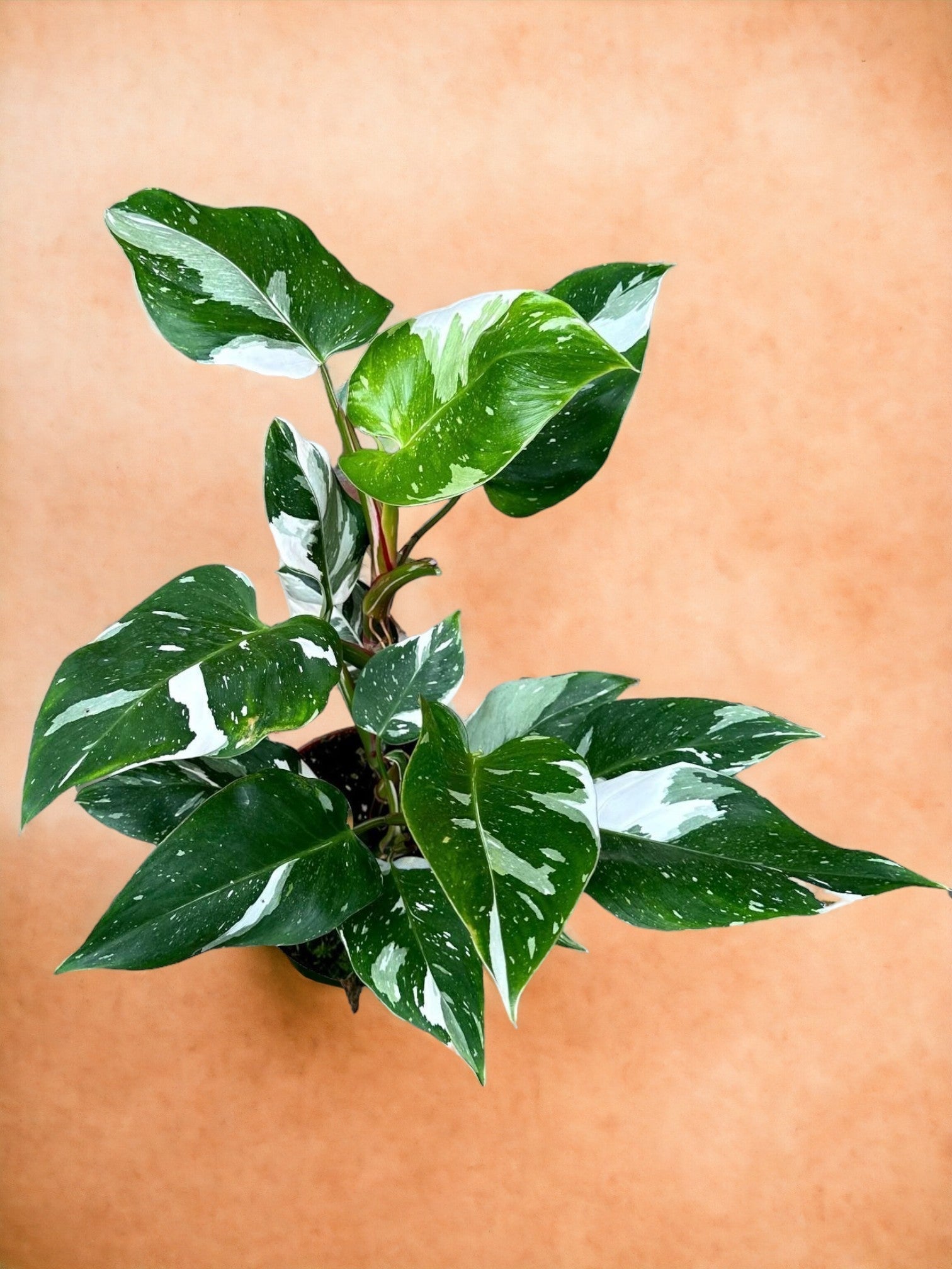 Entretien - Philodendron White Princess: Guide pratique - La Green Touch