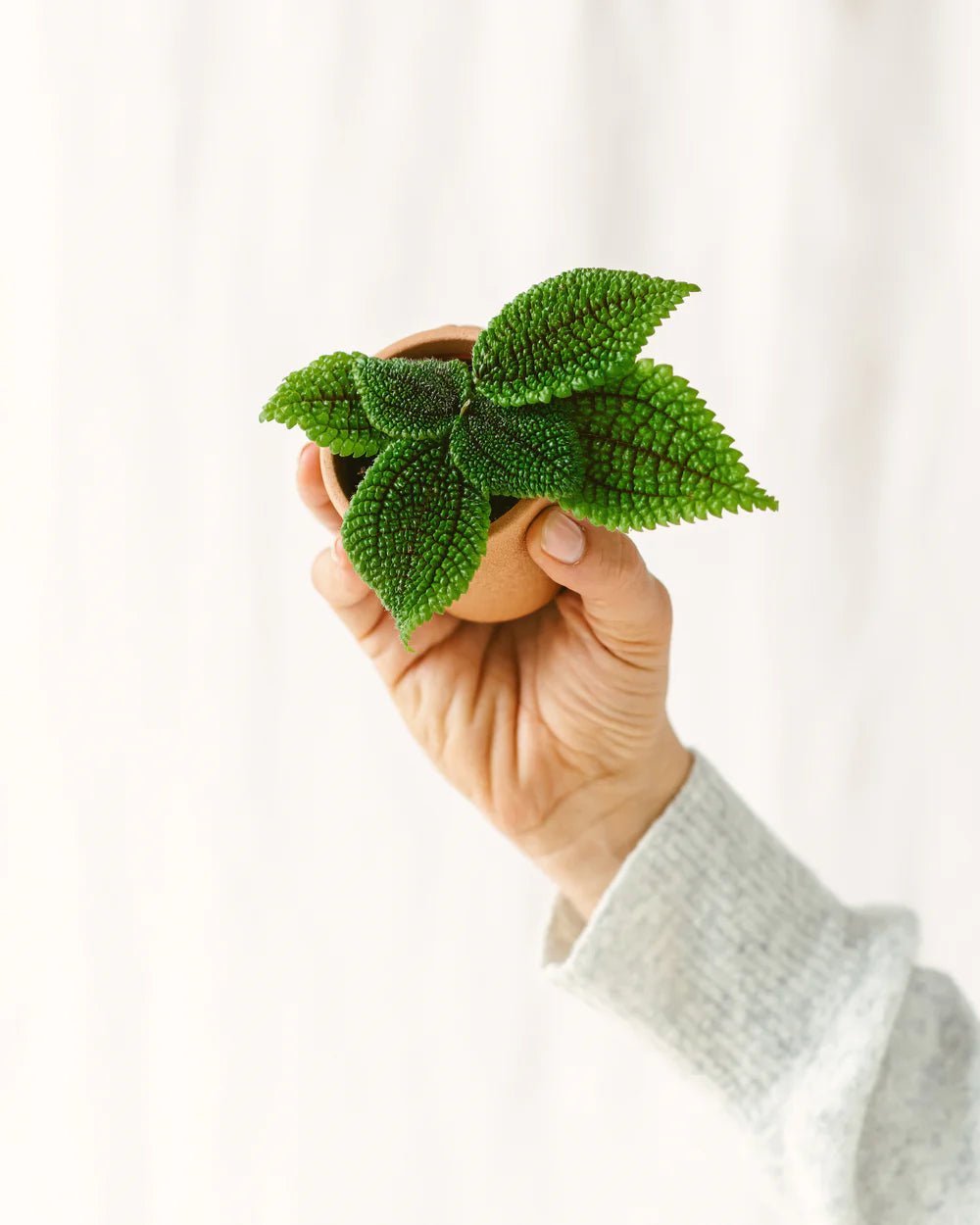 Entretien Pilea involucrata - La Green Touch