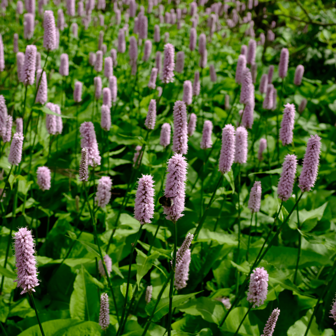 Entretien - Renouée Affine (Persicaria affinis) : Guide pratique - La Green Touch