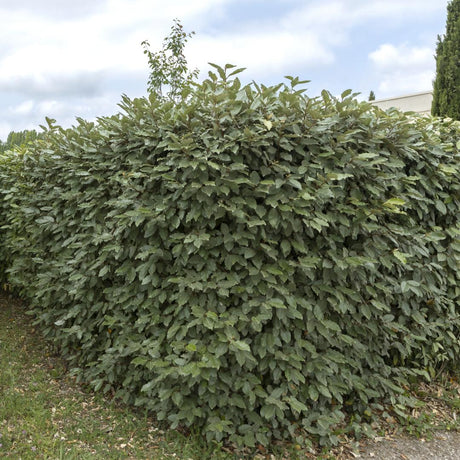 Entretien - Saule Olivier (Salix elaeagnos) : Guide pratique - La Green Touch