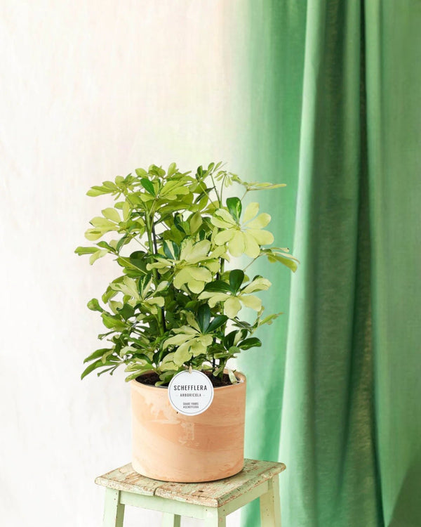 Entretien - Schefflera Melanie: Guide pratique - La Green Touch
