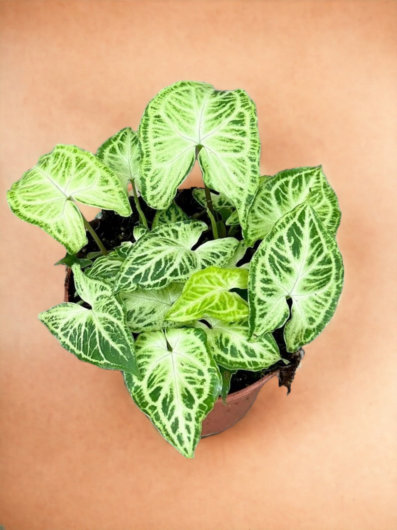 Entretien - Syngonium Batik: Guide pratique - La Green Touch