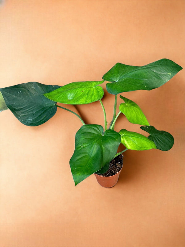Entretien - Syngonium Chiapense: Guide pratique - La Green Touch