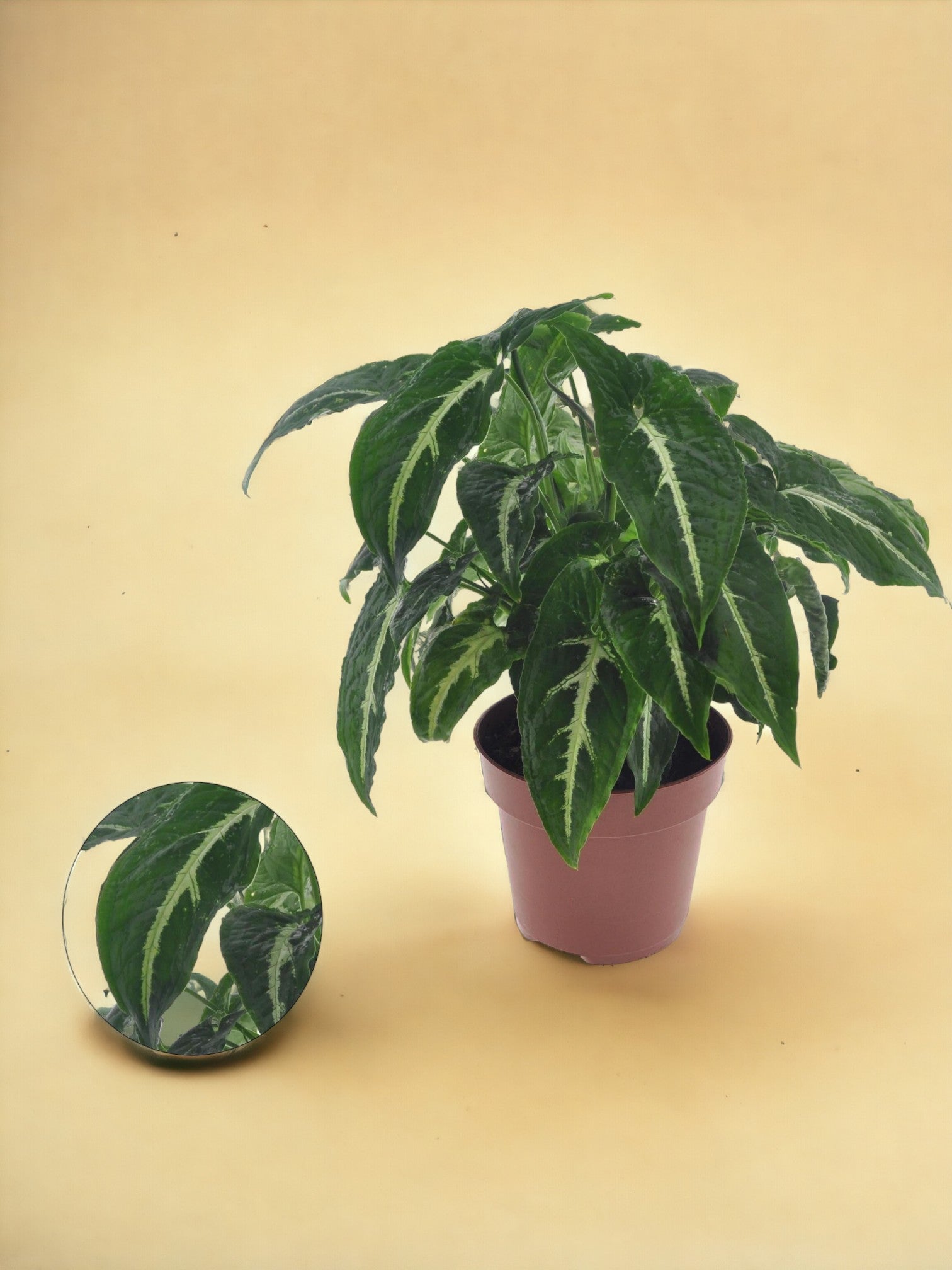 Entretien - Syngonium Wendlandii: Guide pratique - La Green Touch