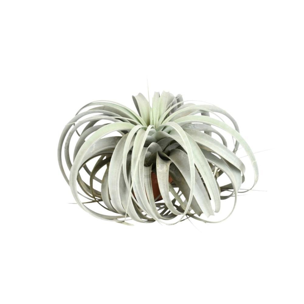 Entretien - Tillandsia Xerographica: Guide pratique - La Green Touch