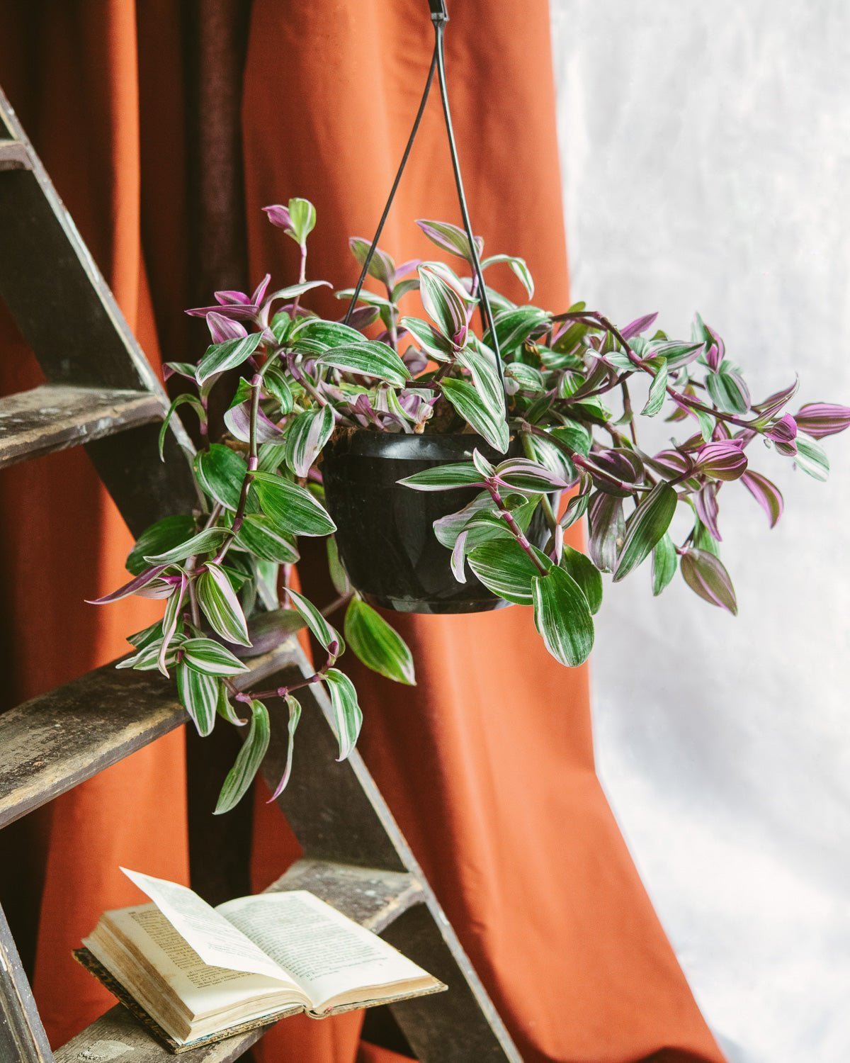 Entretien - Tradescantia Zebrina: Guide pratique - La Green Touch