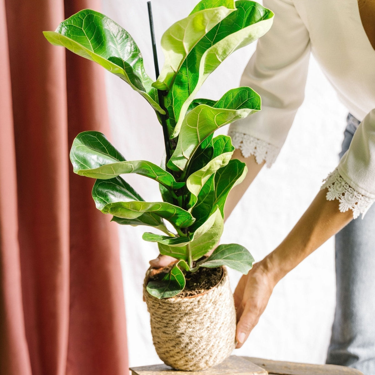 Ficus Lyrata: Guía completa de cuidados