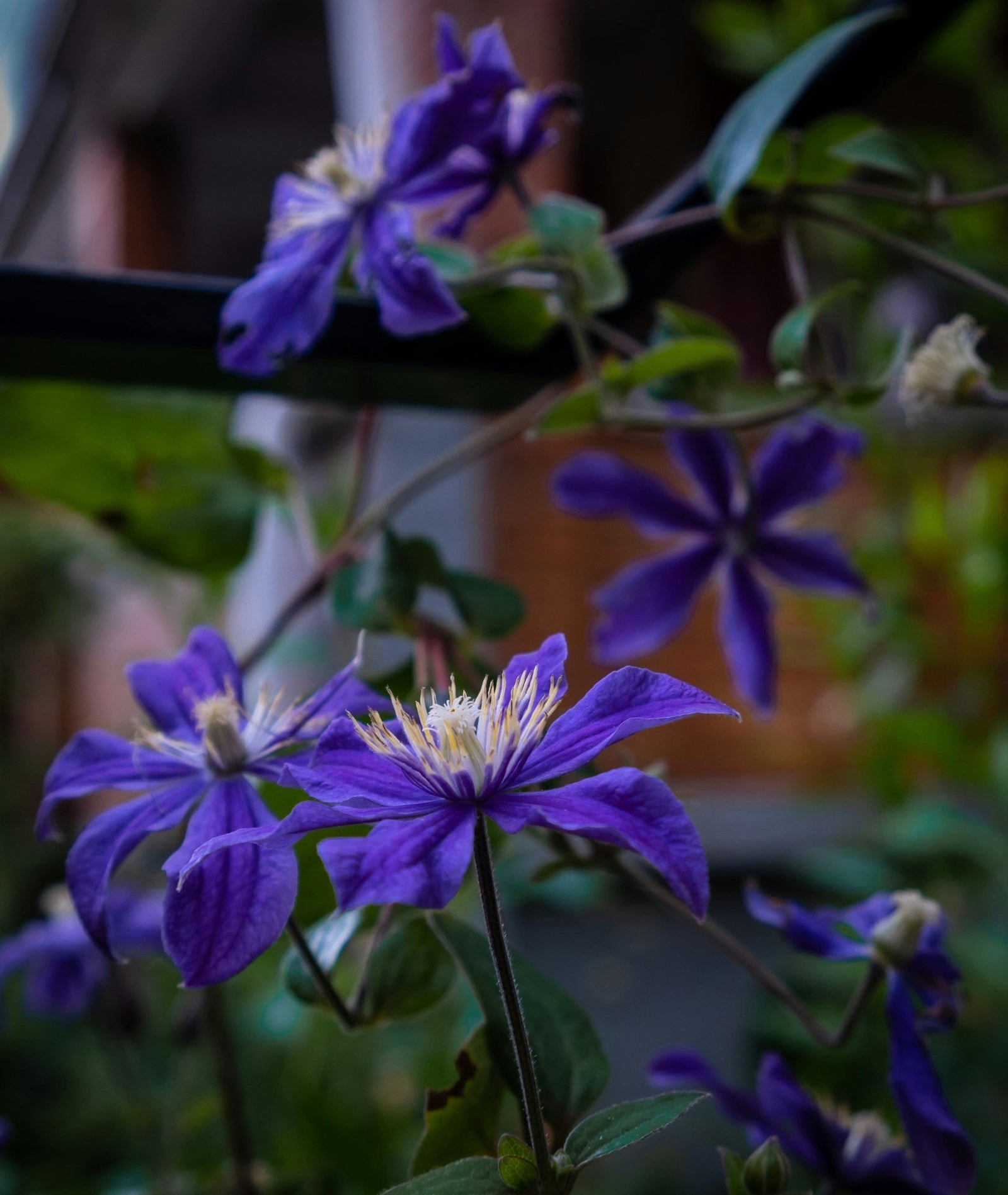 Les 10 Variétés de Clématite les Plus Spectaculaires pour votre Jardin - La Green Touch