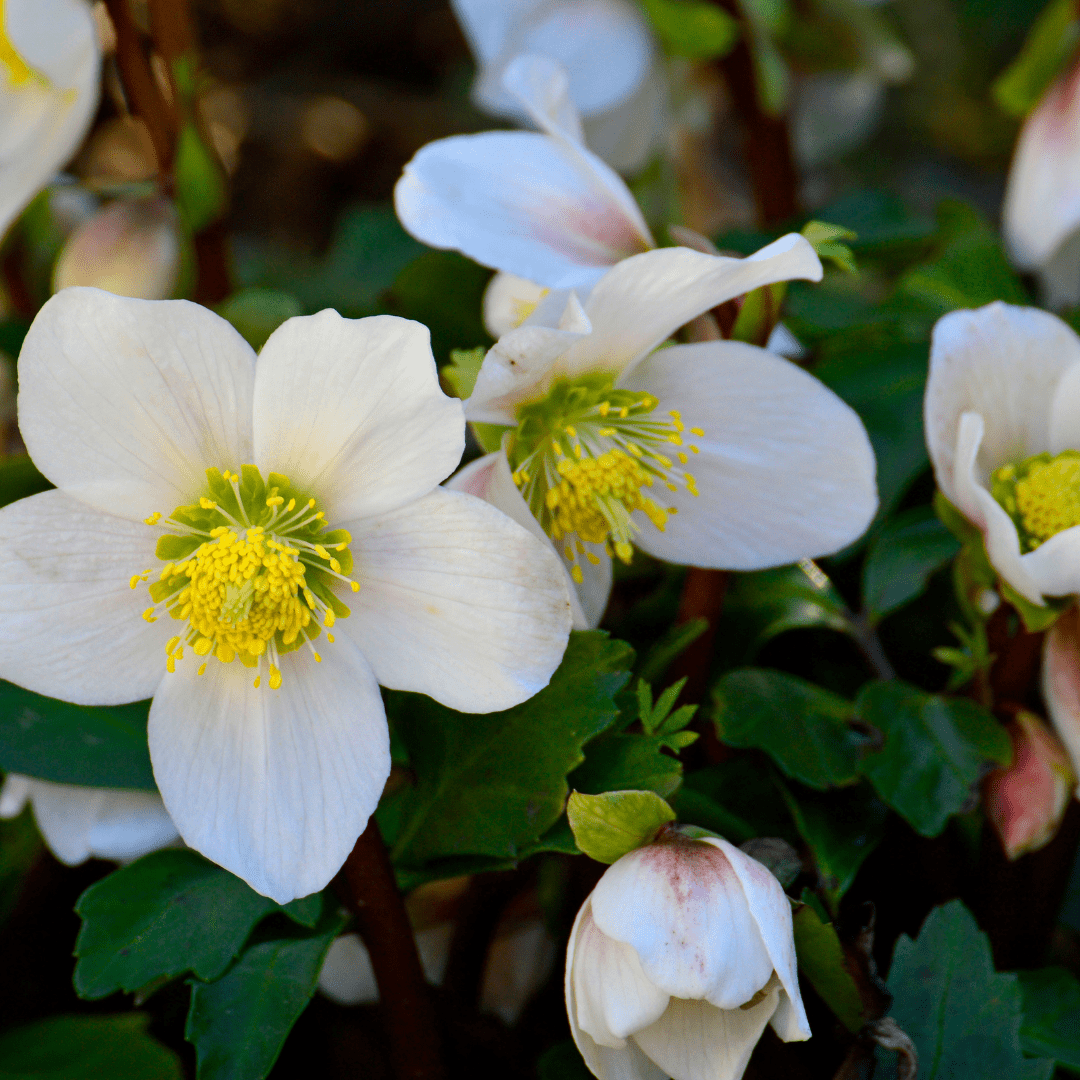 L'Hellébore : comment réussir la culture de la Rose de Noël ? - La Green Touch