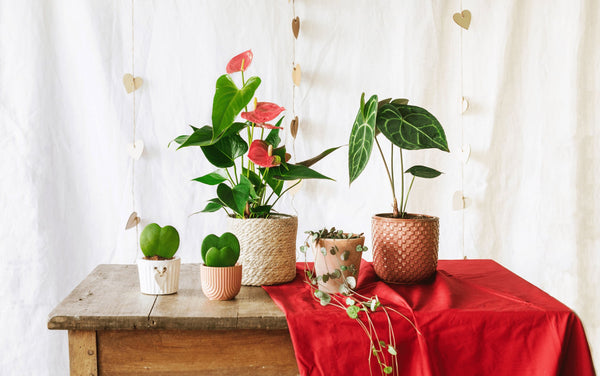 Top 10 plantes à offrir pour la Saint Valentin - La Green Touch - La Green Touch
