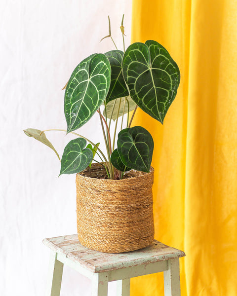 Anthurium