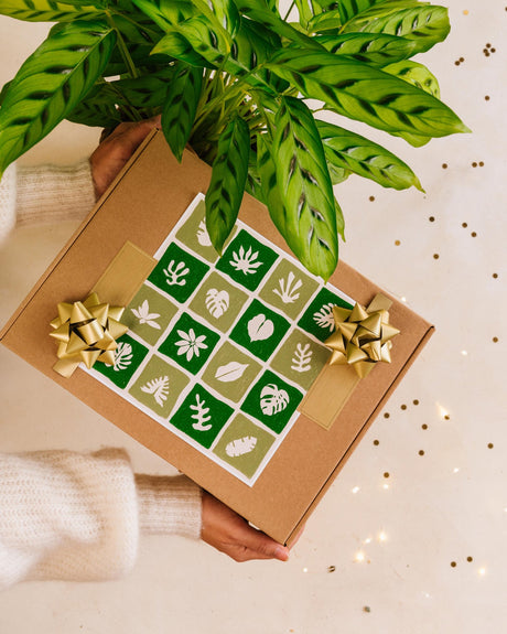 Box de plantes - Noël - La Green Touch
