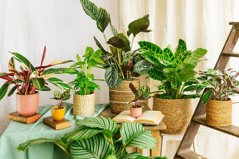 Calathea