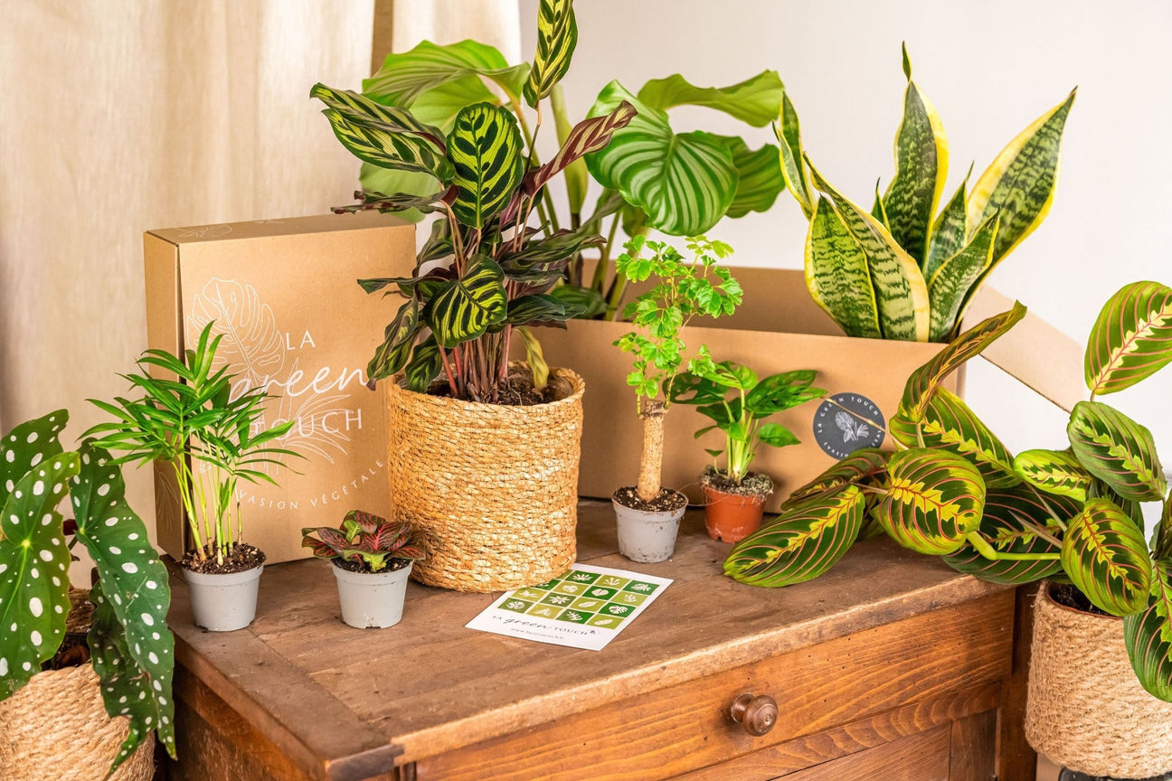 Coffret de plantes - La Green Touch