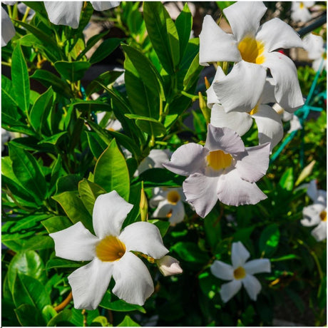 Dipladenia - La Green Touch